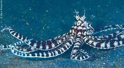 mimic octopus stingray|Mimic Octopuses ~ MarineBio Conservation Society.